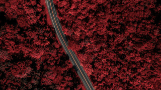 Red forest road autumn leaves - a road in the middle of a forest free wallpaper