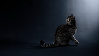 Cat sitting dark closed head - dark background free wallpaper