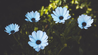 Blue flower field butterfly leaves - a black background behind them free wallpaper