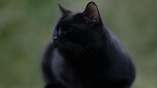 Black cat sitting vanitas blurry - a black cat free wallpaper for desktop