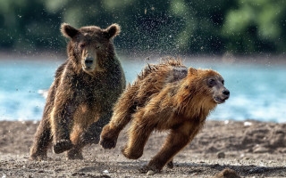 Bears running beach water trees - water free wallpaper for desktop