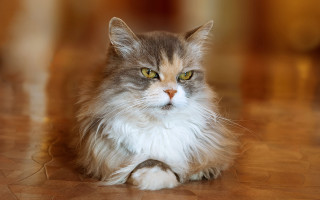 Regal cat with long whiskers - bourgeoi free wallpaper