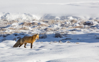 Fox snowy field bushes hill - a fox free wallpaper for desktop