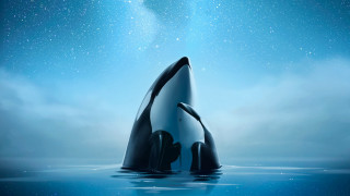 Whale starry sky moon reflection - a whale free wallpaper