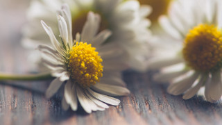 White yellow flower bouquet macro - a blurry background of the petals and the petals free wallpaper
