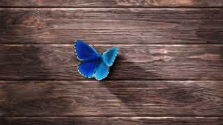 Blue butterfly shadow wooden surface - affinity photo free wallpaper for desktop