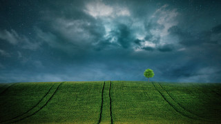 Lone tree cloudy sky stars - a lone tree in a field under a cloudy sky free wallpaper