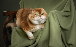 Cat chair greenblanket wideeyes photorealistic - a chair free wallpaper