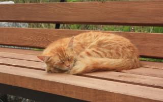 Cat sleeping wooden bench outside - peaceful free wallpaper