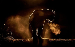 Glowing horse silhouette fire embers - its tail free wallpaper