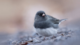 Small bird rock blurry background 3 - primitivism free wallpaper