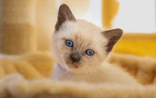 White kitten blue eyes curious 2 - curious free wallpaper