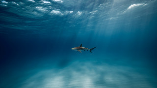 Shark ocean sky sunbeams underwater - the waters surface free wallpaper