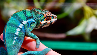 Small lizard hand fauvism animal - fauvism free wallpaper