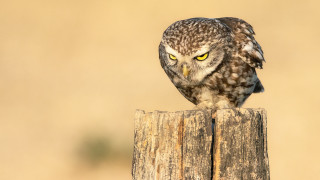 Owl yellow eyes wooden post - a owl free wallpaper
