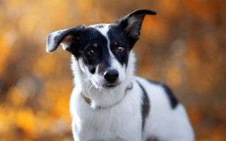 Black white dog field autumn - dog free wallpaper