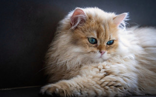 Fluffy cat blue eyes couch - a fluffy cat free wallpaper