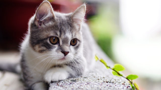 Cat serious look plant mouth - a ledge free wallpaper for desktop