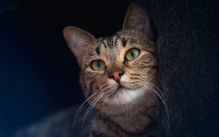 White cat green eyes wall - a cats head free wallpaper