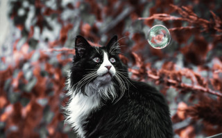 Black and white cat bubble - cat free wallpaper