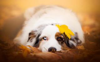 Dog yellow leaf photorealistic autumn - a yellow leaf free wallpaper