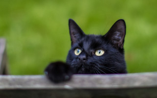 Black cat yellow eyes wooden 2 - moss free wallpaper