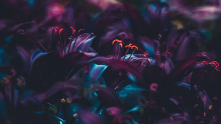 Purple flowers red centers blue - rich moody colour free wallpaper