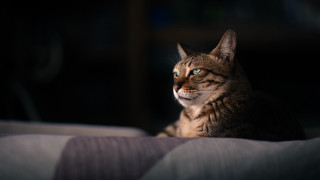 White cat blue eyes blurry 4 - 8 5 mm f 1. free wallpaper