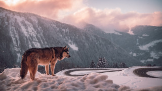 Wolf snowhill mountain clouds night - hill free wallpaper