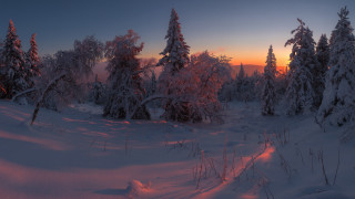 Sunset snowy trees trail winter - a sunset in the distance free wallpaper