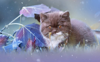 Cat grass umbrella snow rain - free rain wallpaper