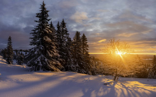 Sunset snowy forest trees cloudy - sun free wallpaper