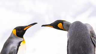 Penguins touching beaks open naturalism - beak free wallpaper for desktop