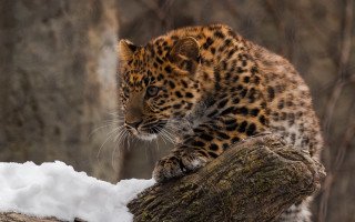 Leopard cub sitting on branch - andrey ryabovichev free wallpaper