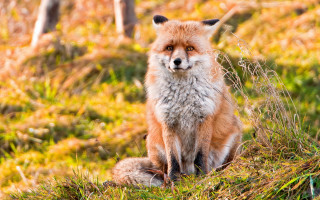 Fox sitting grass sad eyes - a fox free wallpaper