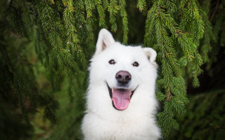 White dog standing in tree - a white dog free wallpaper