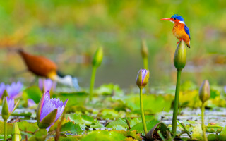 Colorful bird flower water lilies - other flower free wallpaper for desktop
