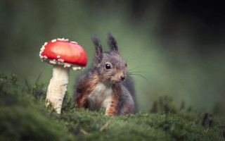 Squirrel mushroom tiltshift nature blurry - a squirrel free wallpaper for desktop