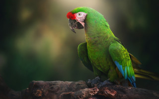 Green parrot red head branch - a red head free wallpaper