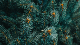 Pine needles cones green background 2 - a close up of a pine tree free wallpaper