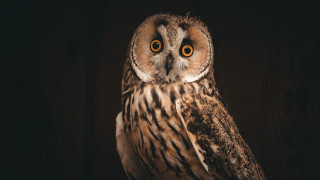Large owl orange eyes wooden - a large owl free wallpaper