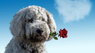 White dog red rose outdoor - elke vogelsang free wallpaper