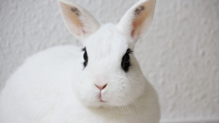 White rabbit sad face photorealistic - black eye free wallpaper