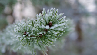 Pine snow needles macro winter - needle free wallpaper