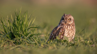 Small owl standing grass dandelion - a small owl free wallpaper