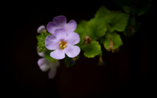 Purple flower green leaves yellow - a yellow center in the center free wallpaper