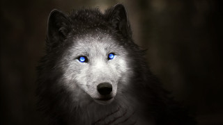 Wolf blue eyes digital painting - a wolf free wallpaper for desktop