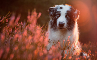 Dog field flower sunset autumn - the dog free wallpaper