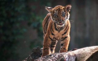 Tiger walking fallen tree forest - free cats wallpaper