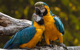 Colorful birds forest branch bokeh - two colorful bird free wallpaper